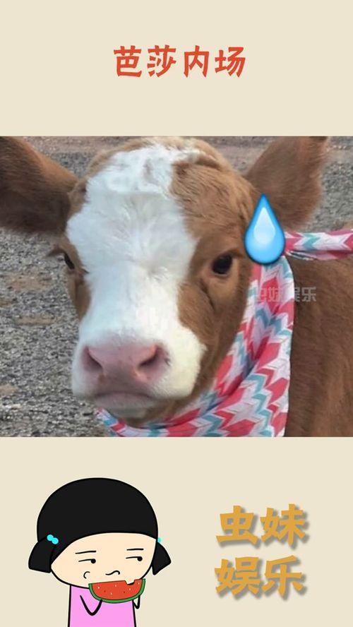 娱乐吃瓜酱自己